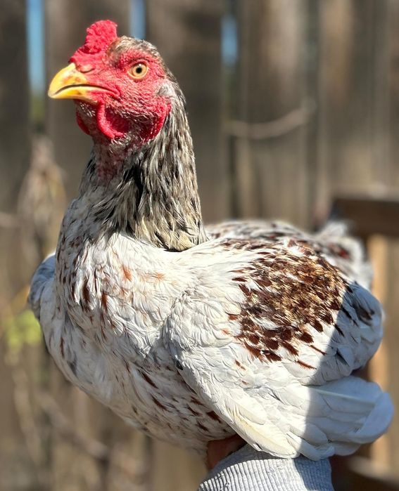 Oua incubat Ayam Cemani, Brahma hd, combatant indian, cochinchina uria