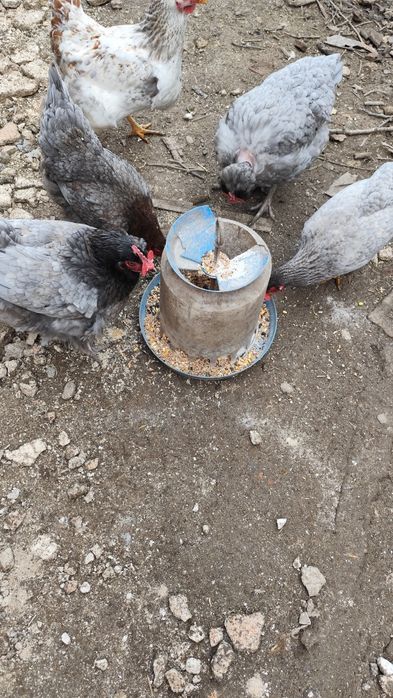 Продавам кокошки различни породи 18 броя, два петела и две пилета