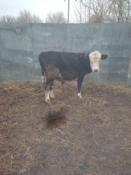 Продается семимесячный бычек