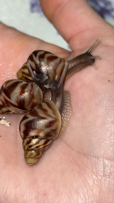 Ahatina retikulayata bolachasi