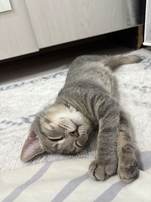 Котенек бесплатно