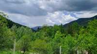 Pădure de vânzare, zona de munte a jud. Buzău