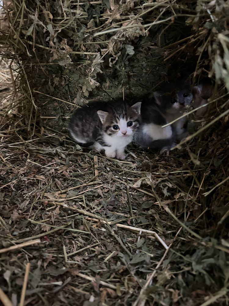 Подарявам котенца