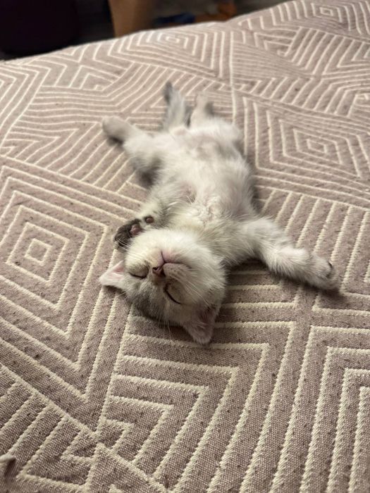 Продаётся кошка порода Серебристый шиншила