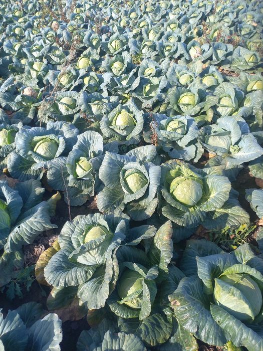 Vând varză 1leu/kg!