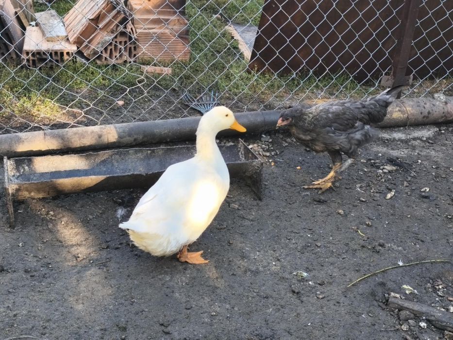 Vanda rața si gaște de casa
