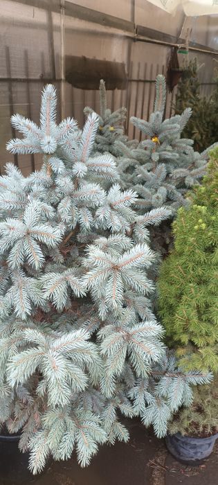 Brad de Crăciun (tăiat şi la ghiveci)