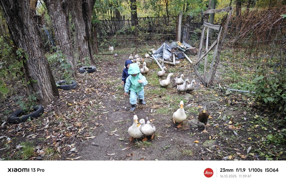 Rațoi albi de 8 luni