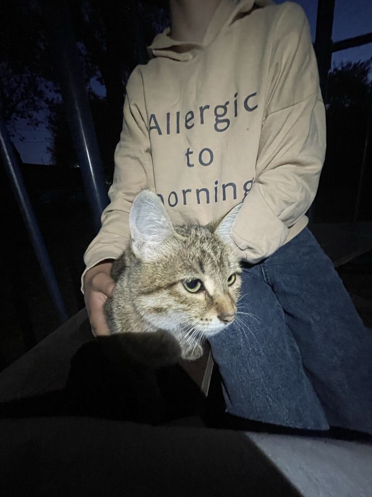 Кошка пародистая