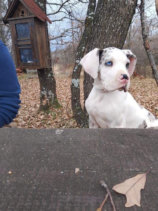 Немски дог с олимпийска кръвна линия