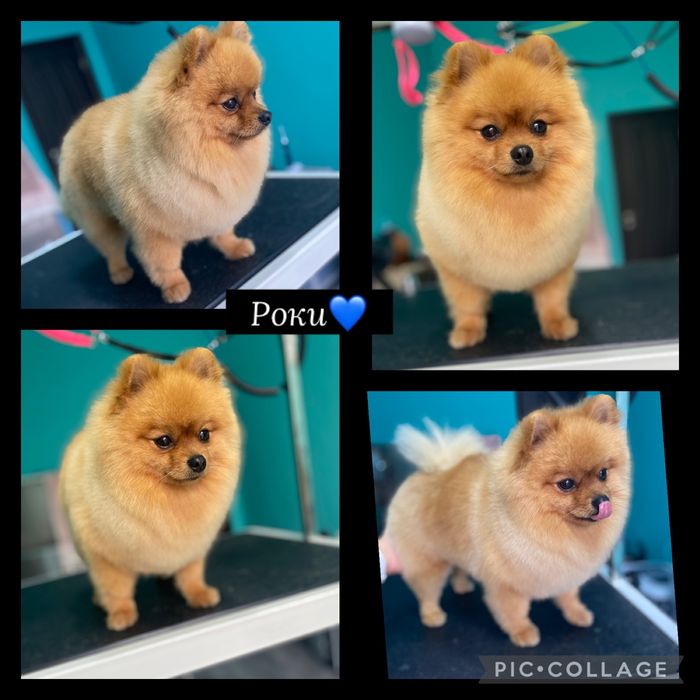 Груминг салон гр.Пловдив