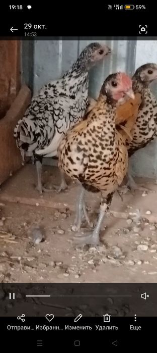 Продам карликовых