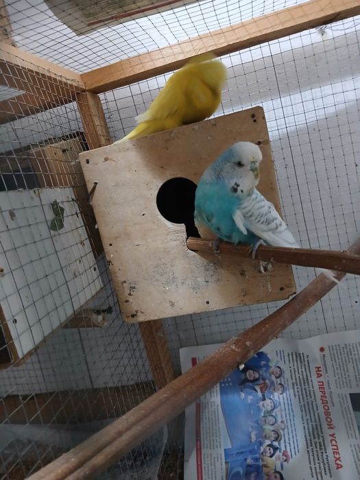 Bir juf popugay sotiladi 1 ta bolasi bor