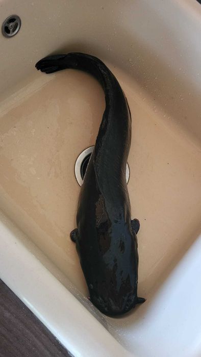 Африкански сом на едро