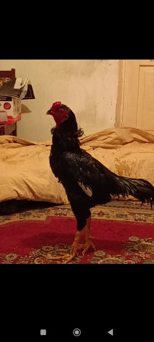 Дакан Жужа сотилади