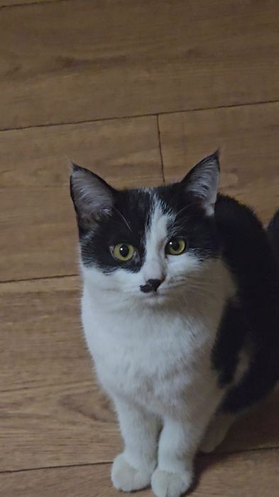 Котенок девочка в добрые руки