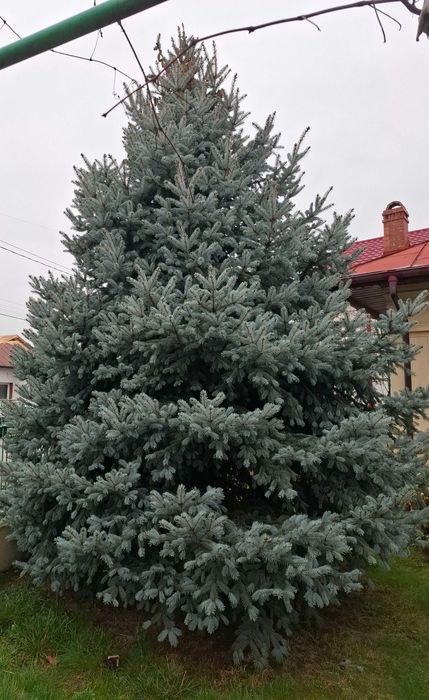 Brad natural argintiu, aproximativ 5-6 metri.