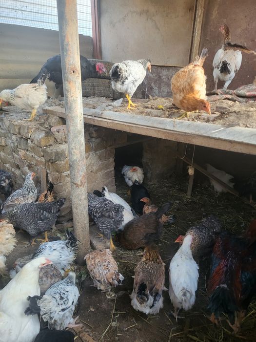 Тауықтар бар сатылатын жас