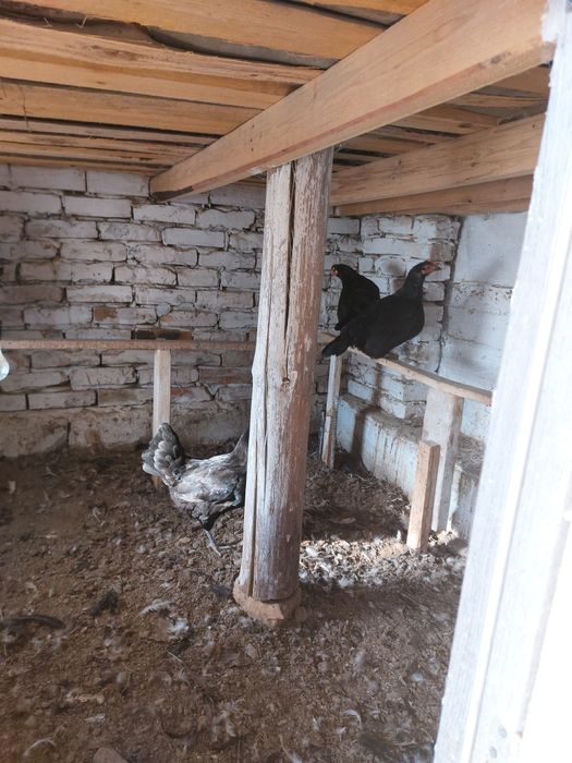 Тауыктар сатылады