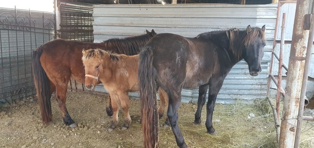 Продам крупную ездовую лошадь !