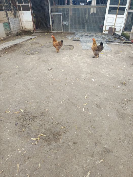 Vând schimb 4 găini de 2024