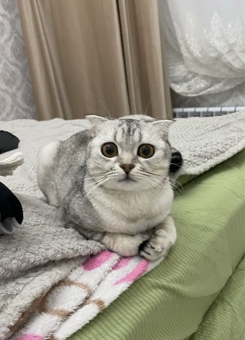 Шотландская вислоухая шиншилловая кошка