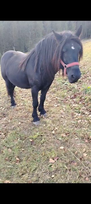 Vând armăsar de 6 ani detalii în privat