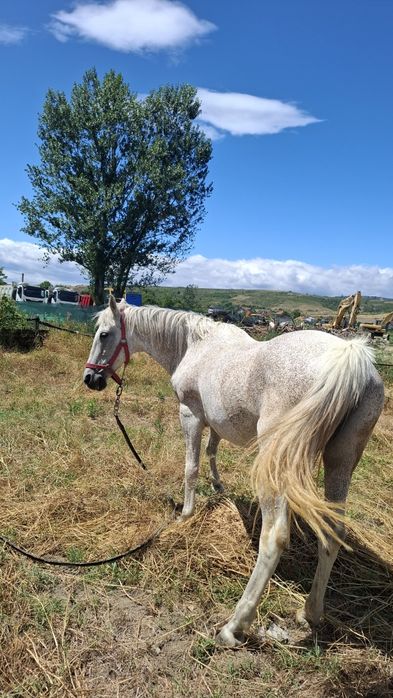 Caii  de vânzare mânz si iapa
