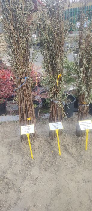 Puieți salcâm frasin mesteacăn fag carpen tei