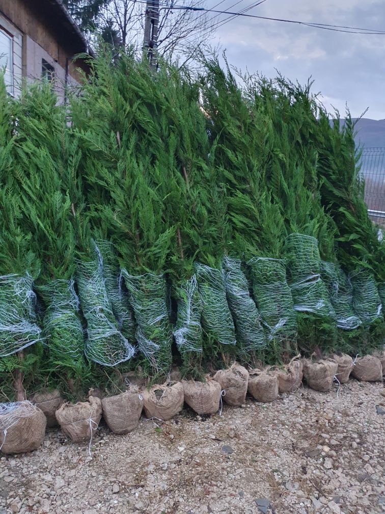 Leylandii chiparos
