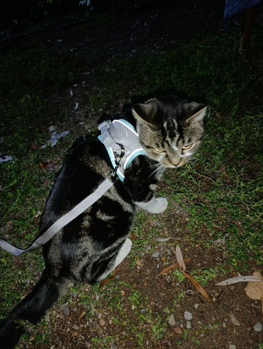 Породистый кот с мраморным окрасом