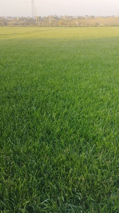 Оптом газон GAZON