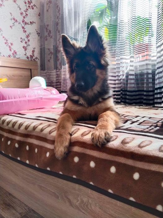 Щенок Немецкая овчарка