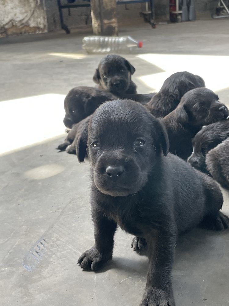 Labrador ritriver