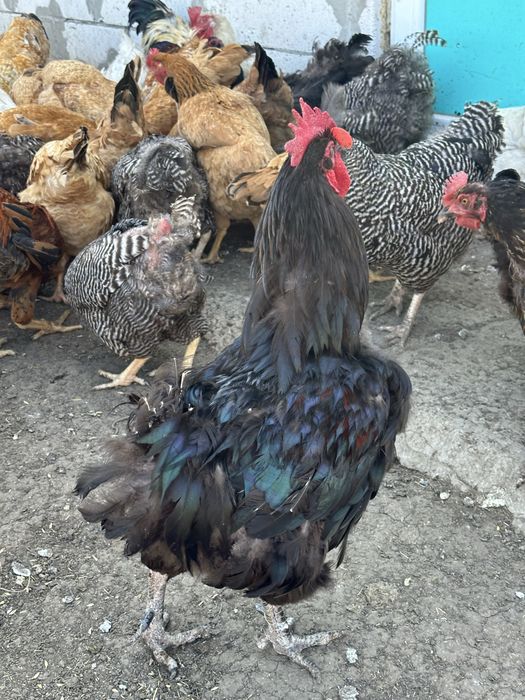 Gaini  si cocosi tineri rase mixte