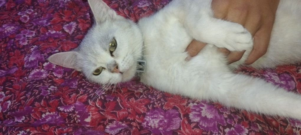 Toza Britananskiy mushuk rangi toza oq hamma joyi soppa soğ