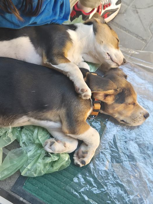 Catelusi pufosi de dat!