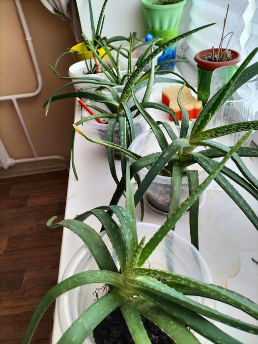 Алое вера лечебное