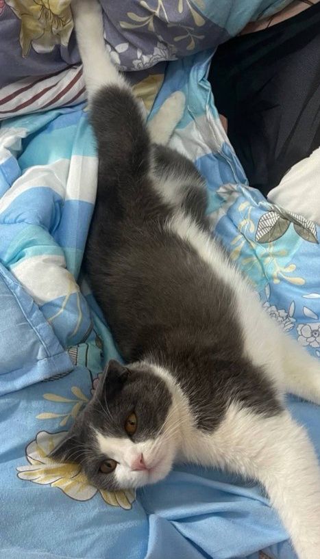Котики и их мама
