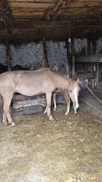 Продам кабылу с жеребенком