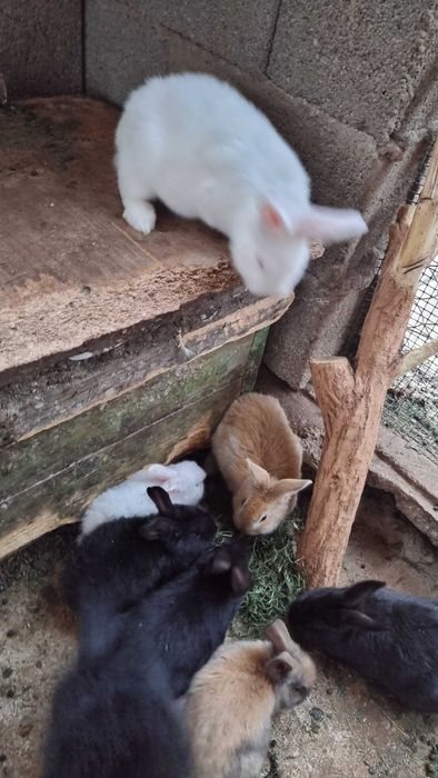 Iepuri de casă pui si maturi si porumbei
