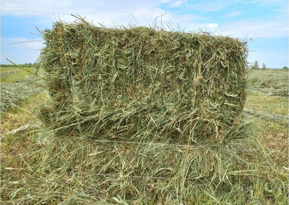 Жонышка сатылады