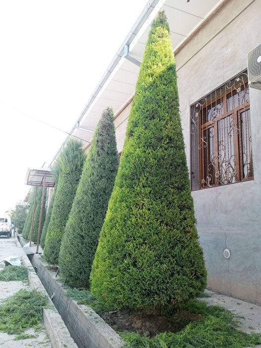 Archa kesish. Gazon ekish