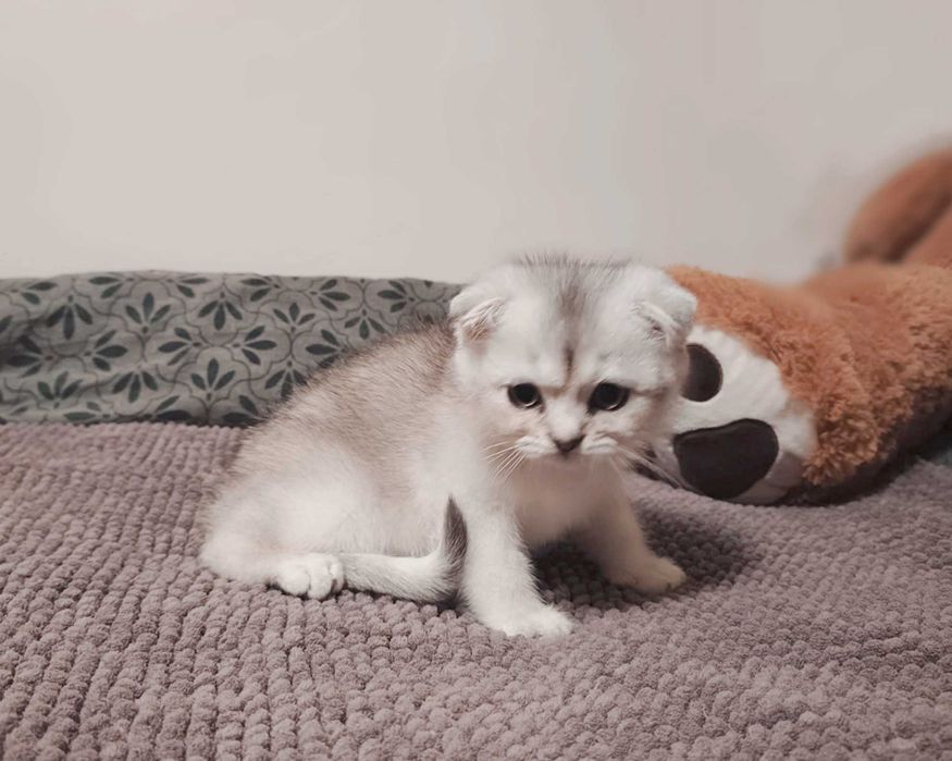 Чистокръвен шотландски клепоух, мъжко