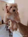 Pui Maltipoo 4 luni
