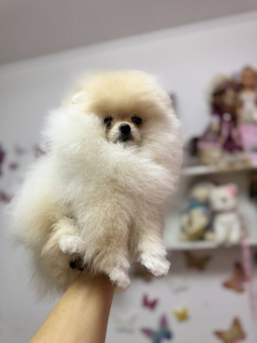 Femela pomeranian fci pedigree