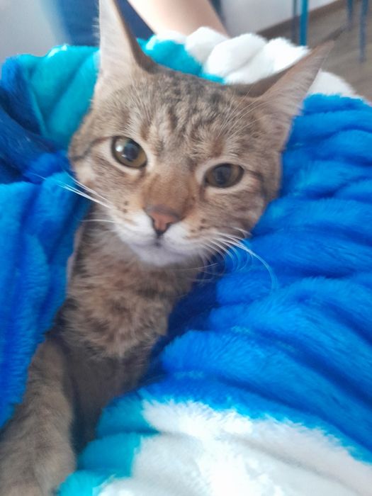 Отдам в добрые руки временно