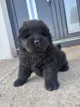 Puiut chow chow in varsta de 6 saptamani rasa pura