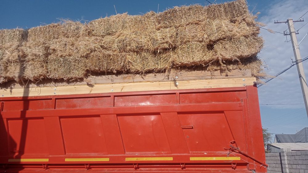 Жонышка.камыс престер