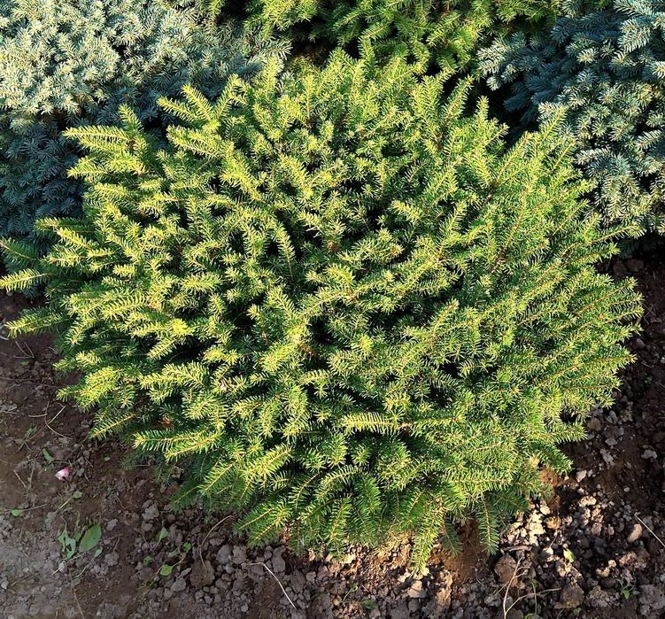 Ель карликовая, зелёный шар.